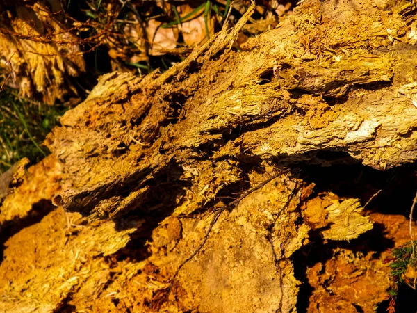 自然の背景としての腐った木 スペースのコピー — ストック写真