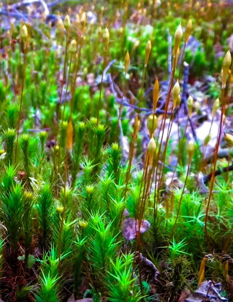 Close Forest Moss Lichen Beauty Nature Background — Stockfoto