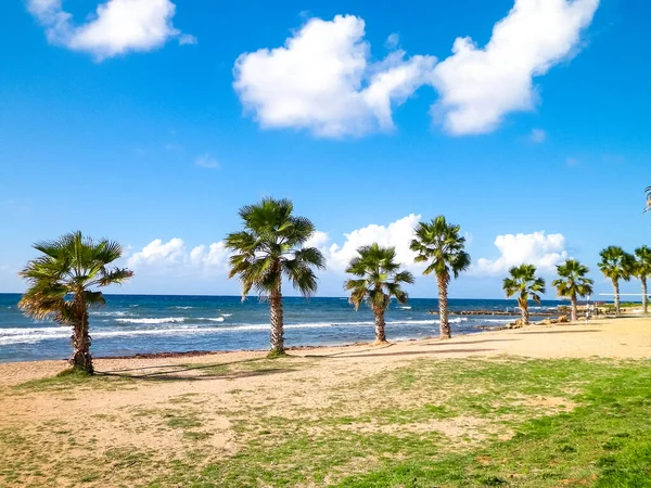 Plaża Palmy Wybrzeże Morza Śródziemnego Wyspa Cypr — Zdjęcie stockowe