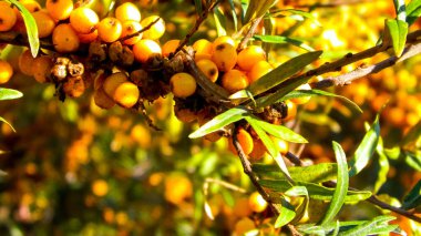 Pyracantha M. Roem 'a yakın. Doğa geçmişi olarak. Pyracantha 'nın adı da Soleil d' Or. Meyve ve yaprakları yenilebilir ve Çin tıbbında kullanılır..