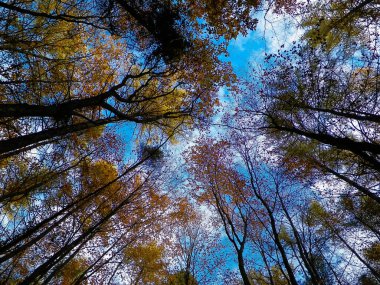 Sonbahar ağaçları mavi gökyüzüne karşı doğa arka planı olarak.