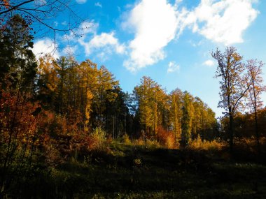 Güzel Polonya altın sonbaharı. Altın, sonbahar ağaçları beyaz bulutlu mavi gökyüzüne karşı. Doğa ve seyahat kavramı.