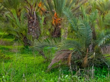 Date palm forest in Cyprus, asia. Tropical nature.