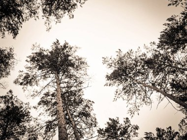 Doğal arka plan olarak çam ağaçlarından taçlar. Soyut filtre, boşluğu kopyala.