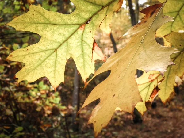秋がやってくる 自然の背景として秋の葉の閉鎖 — ストック写真