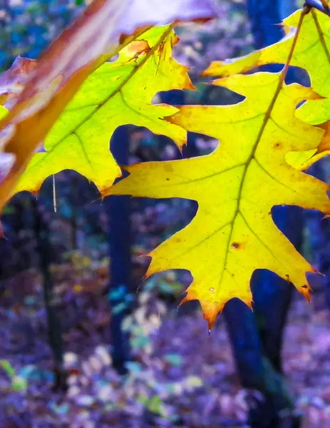 Der Herbst Kommt Nahaufnahme Von Herbstblättern Als Hintergrund Der Natur — Stockfoto