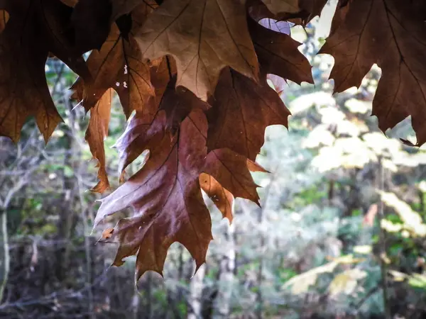 Zbliża Się Upadek Zbliżenie Jesiennych Liści Jako Tła Natury — Zdjęcie stockowe