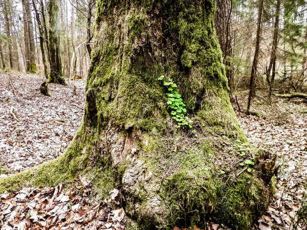 Alter Baumstamm Mit Grünem Moos Bedeckt Naturwald Zum Anfassen — Stockfoto