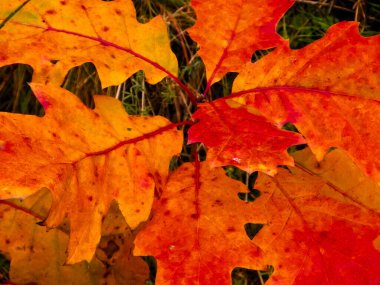 Red autumnal leaves as nature background. Copy space.