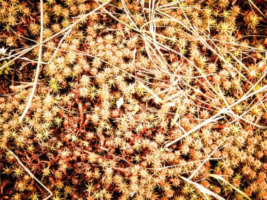 Close-up of forest moss and lichen. The beauty of nature as a background.