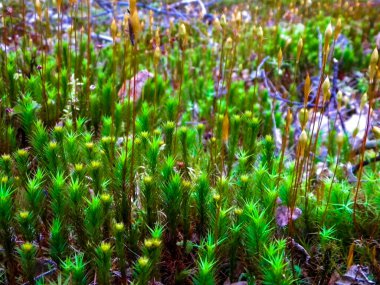 Close-up of forest moss and lichen. The beauty of nature as a background.