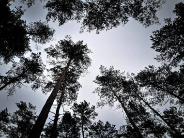 Doğal arka plan olarak çam ağaçlarından taçlar. Soyut filtre, boşluğu kopyala.