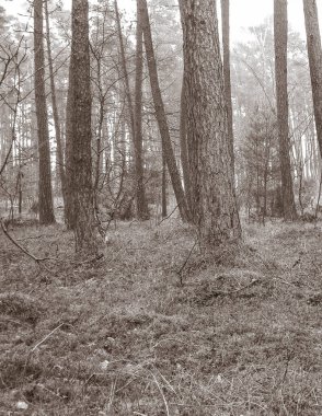 Baltık Denizi 'nin kıyı bölgesindeki çam ormanı. Tatiller ve turizm, Kuzey Polonya 'nın güzel doğası. BW soyut filtre tonu
