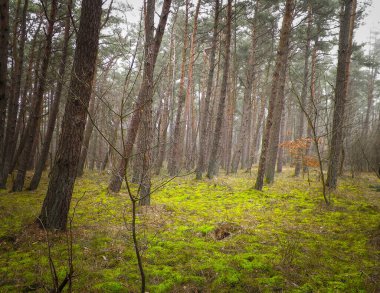 Baltık Denizi 'nin kıyı bölgesindeki çam ormanı. Tatiller ve turizm, Kuzey Polonya 'nın güzel doğası..