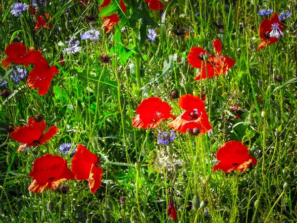 Tło Natury Łąka Pełna Kwiatów Maku Koncepcja Natury Sezonie Letnim — Zdjęcie stockowe