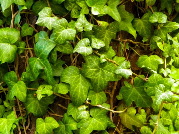 Green maple leaves as a natural background. Copy space.