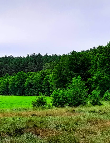 stock image Forest meadow in Bory Tucholskie. NAture Concept.