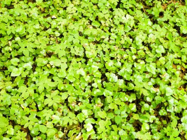 Yeşil sarmaşık yaprakları doğal bir arka plan. Boşluğu kopyala, doğa arkaplanı.