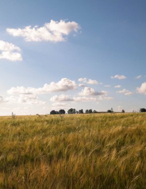 Altın tarlanın üzerinde güneşli bir gün. Doğa gerilemesi, gökyüzünde kopyalama alanı. Doğa ve tarım kavramı. Tipik Polonyalı köy manzarası. Kuzey Polonya.
