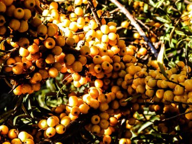 Pyracantha M. Roem 'a yakın. Doğa geçmişi olarak. Pyracantha 'nın adı da Soleil d' Or. Meyve ve yaprakları yenilebilir ve Çin tıbbında kullanılır..