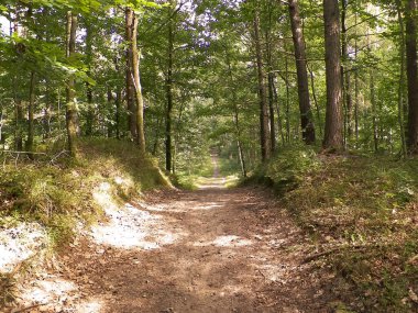 Yeşil ormanda yol. Yaz ormanı manzarası. Kuzey Polonya doğası. Seyahat ve doğa kavramı.