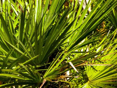 Agave bitkisinin yakınına. Tropikal çöl doğası.