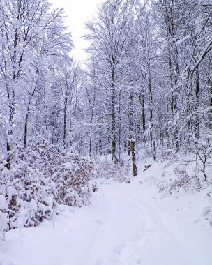Wiezyca bölgesinde karlı bir orman. Kashubia Kuzey Polonya. Kış doğasının güzelliği.