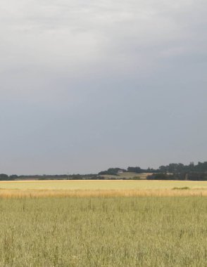 Kashubia 'da bir tarla. Tarım konsepti. Kuzey Polonya.