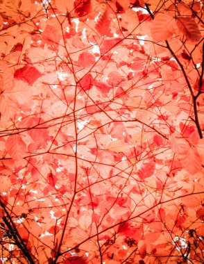 Sonbahar ağaçlarının dalları doğal arka plan olarak. Altın sonbahar, kopyalama alanı. Kırmızı soyut filtre tonu.