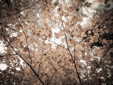 Sonbahar ağaçlarının dalları doğal arka plan olarak. Altın sonbahar, kopyalama alanı. BW soyut filtre tonu.