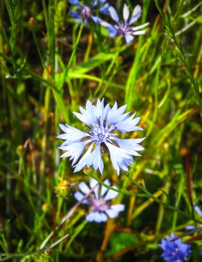 Çiçekli çayır, doğal arka plan olarak. Yaz doğası kavramı.