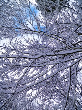 Branches covered with snow as natural background. Beauty of winter nature.