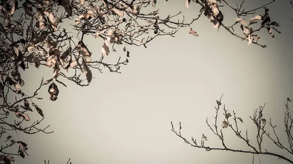 Sonbahar ağaçlarının dalları doğal arka plan olarak. Altın sonbahar, kopyalama alanı. BW soyut filtre tonu.