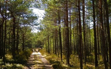 Stilo Polonya 'daki çam ormanı. Kıyı bölgesi. Kuzey Polonya 'nın Doğası.
