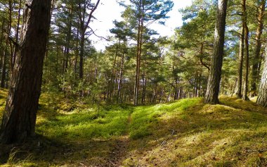 Stilo Polonya 'daki çam ormanı. Kıyı bölgesi. Kuzey Polonya 'nın Doğası.