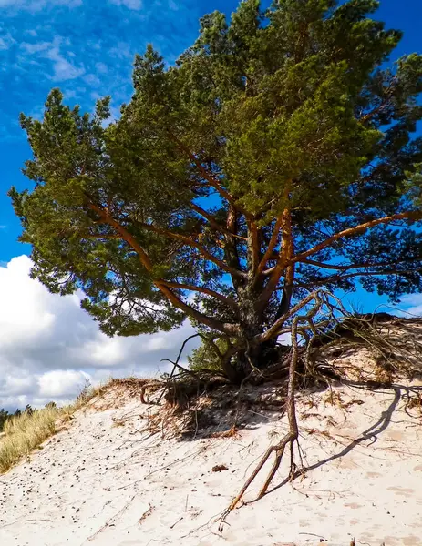 Stilo 'daki kum tepeleri, Leba. Kuzey Polonya 'nın kıyı bölgesi.