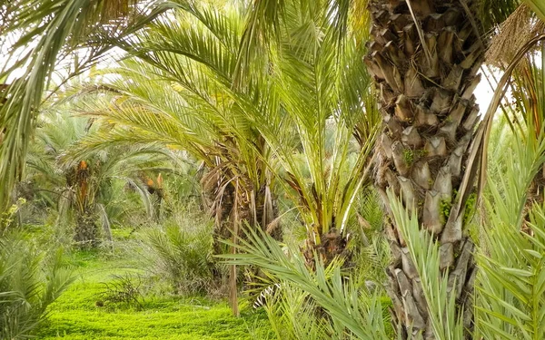 Date palm forest in Cyprus, asia. Tropical nature.