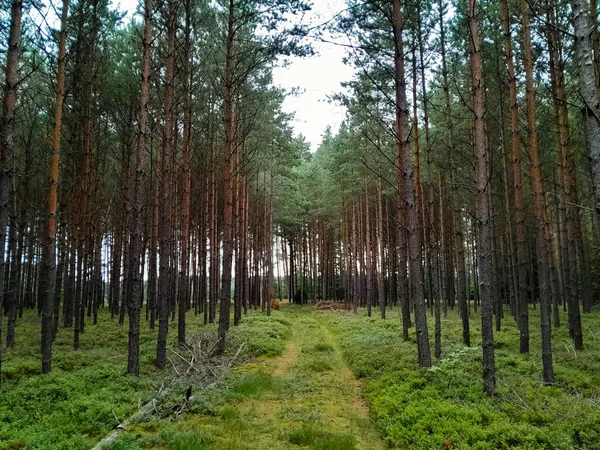 stock image Bory Tucholskie Forest in Poland. Natural landscape.