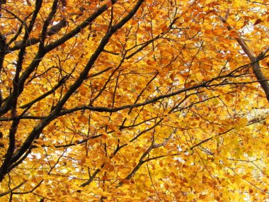 Sonbahar ağaçlarının dalları doğal arka plan olarak. Altın sonbahar, kopyalama alanı.