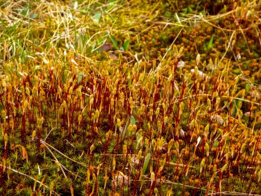 Close-up of forest moss and lichen. The beauty of nature as a background.