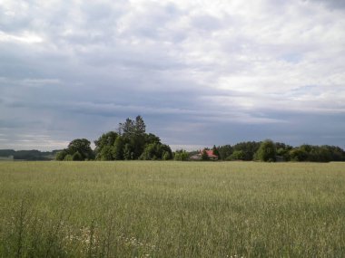 Kashubia 'da bir tarla. Tarım konsepti. Kuzey Polonya.