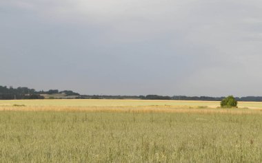 Kashubia 'da bir tarla. Tarım konsepti. Kuzey Polonya.