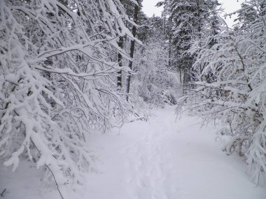 Winter forest in Wiezyca, Kashubia, northern Poland. Wild nature in winter.