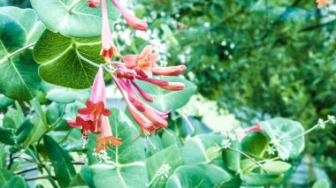 Pembe hanımeli (Lonicera L.) çiçeklerine yakın çekim. Yazın Polonya doğası, çiçek ve bahçe konsepti. Boşluğu kopyala, doğa arkaplanı.