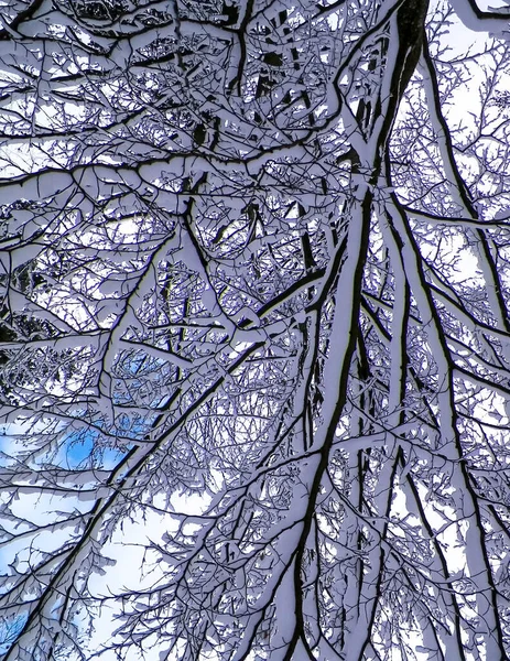 Branches covered with snow as natural background. Beauty of winter nature.