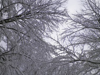 Branches covered with snow as natural background. Beauty of winter nature.