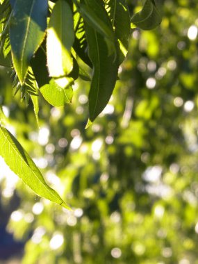 Dalı kapatınca yeşil yapraklar çıkıyor. Polonya 'nın Tuchola Ormanı bölgesinden Flora. Doğa geçmişi, yaz mevsimi. Boşluğu kopyala.