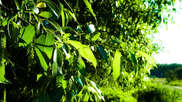 stock image Close up of branch and it's green leaves. Flora of Tuchola Forest region in Poland. Nature background, summer. Copy space.