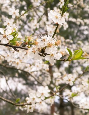 Yabani elma ağacının beyaz çiçeklerine yaklaş. Yaz mevsimi.