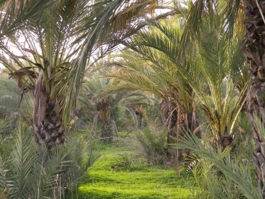 Kıbrıs adasındaki Palm Grove 'da. Randevu çiftliği. Egzotik görüntüler ve tropikal iklim.